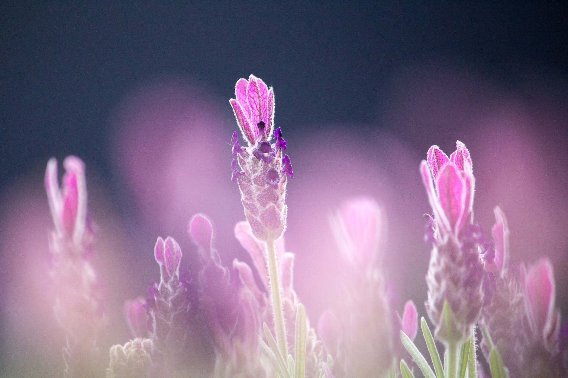 purple french lavenders close up photography
